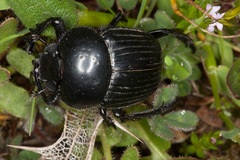 Scarabaeus laticollis