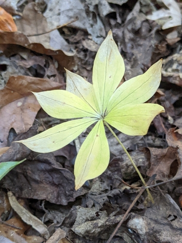 Medeola virginiana observed 2026-10-25