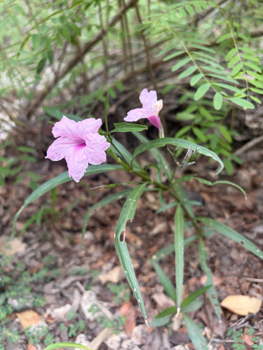 Ruellia simplex observed 2026-10-25
