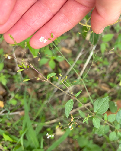 Boerhavia erecta observed 2026-10-25