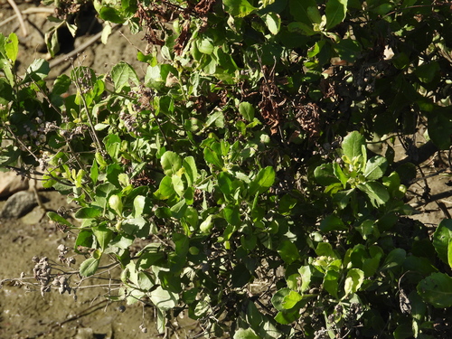 Pluchea indica observed 2026-10-26