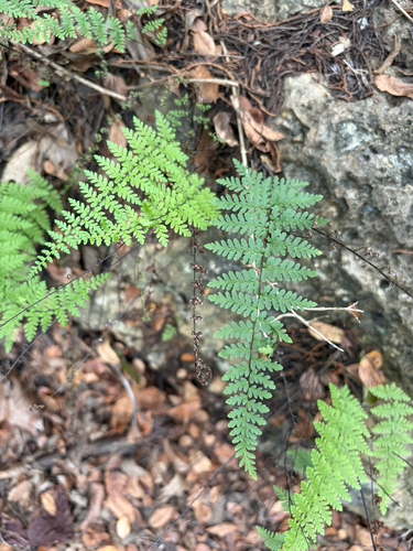 Myriopteris alabamensis, 2026-10-25