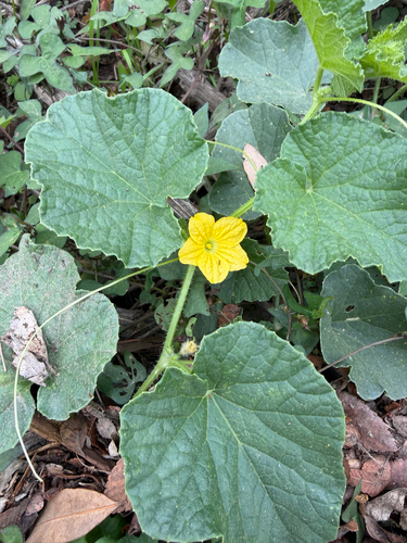 Cucumis melo observed 2026-10-25