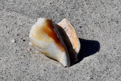 Strombus alatus observed 2026-10-26