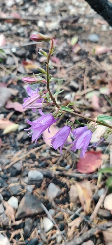 Campanula rapunculoides observed 2026-10-26