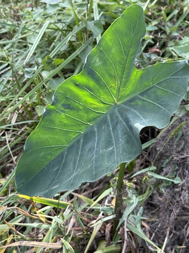 Colocasia esculenta observed 2026-10-26