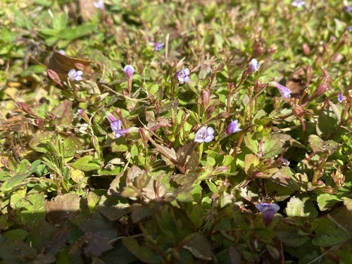 Torenia crustacea observed 2026-10-26