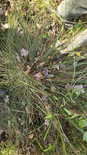 Juncus observed 2026-10-26