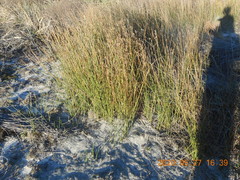 Androtrichum trigynum