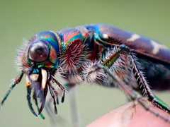 Cicindela tranquebarica vibex