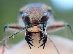 Cicindela tranquebarica vibex