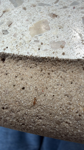 Monomorium monomorium observed 2026-10-26