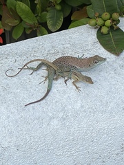 Anolis conspersus