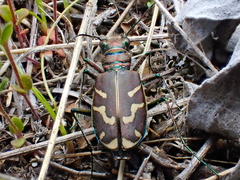 Cicindela tranquebarica vibex