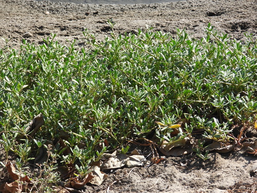 Sesuvium portulacastrum observed 2026-10-26