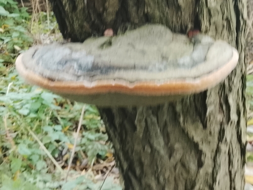 Phellinus igniarius, 2026-10-23