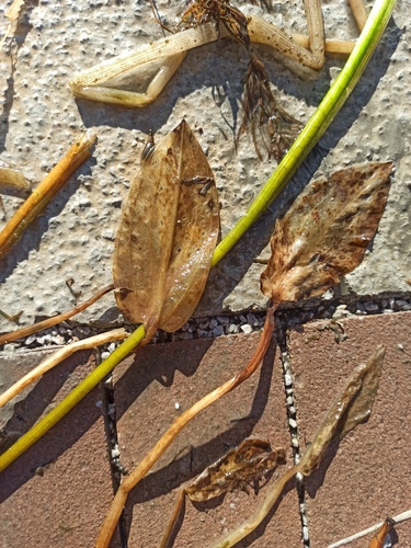 Alisma plantago-aquatica observed 2026-10-24