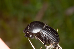Scarabaeus laticollis
