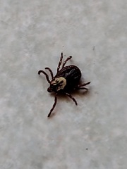 Dermacentor variabilis