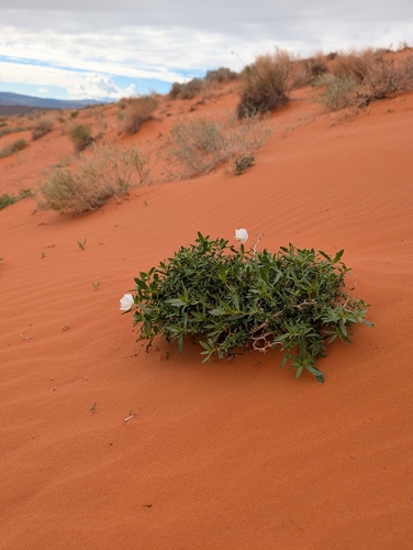 Oenothera albicaulis, 2026-10-24