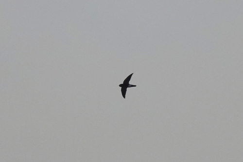 Apus affinis observed 2026-10-26