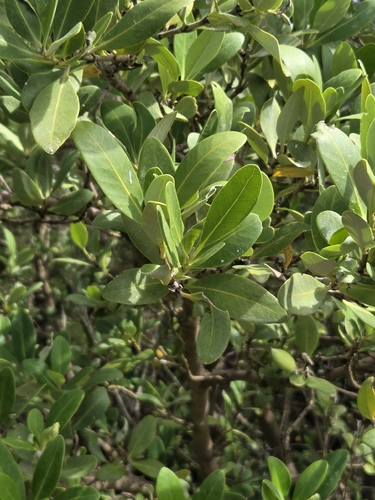 Avicennia observed 2026-10-26