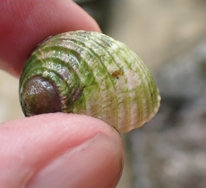 Nerita plicata observed 2026-10-26