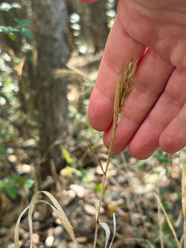 Elymus virginicus, 2026-10-26