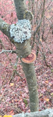 Daedaleopsis confragosa, 2026-10-26
