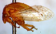 Trichaetipyga infantilis
