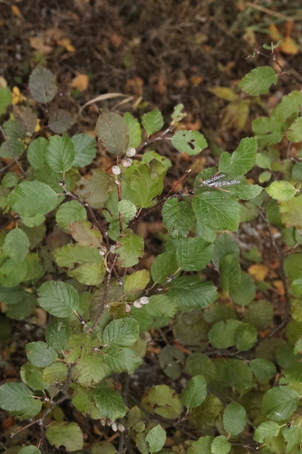 Alnus alnobetula observed 2026-10-26