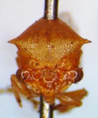 Trichaetipyga infantilis