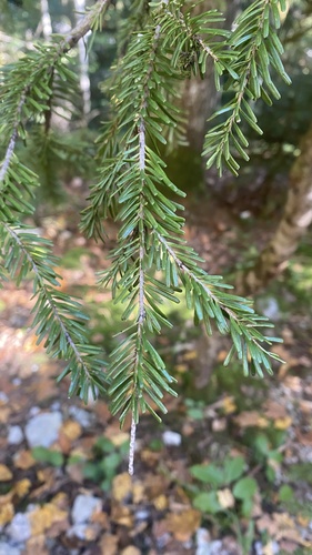 Abies nordmanniana, 2026-10-26