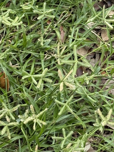 Dactyloctenium, 2026-10-26