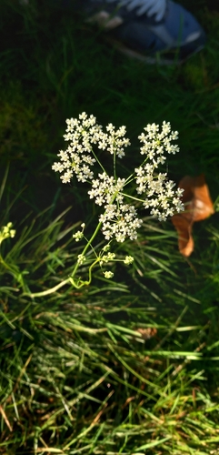 Pimpinella saxifraga, 2026-10-26