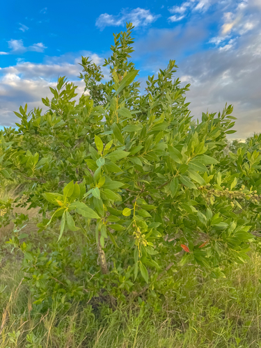 Terminalia observed 2026-10-24