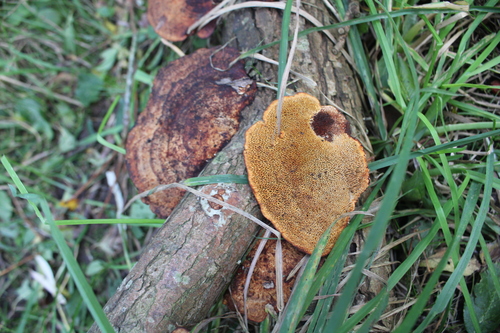 Daedaleopsis confragosa, 2026-10-26