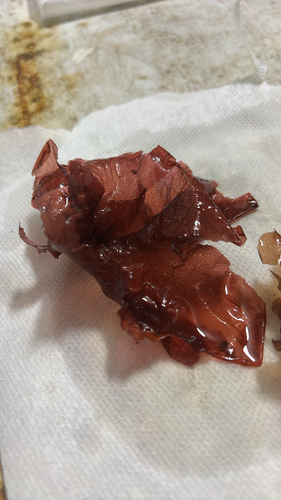 Polyneura latissima observed 2026-10-21