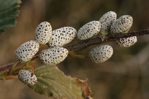 Alnus alnobetula observed 2026-10-26
