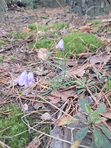 Campanula rotundifolia observed 2026-10-24