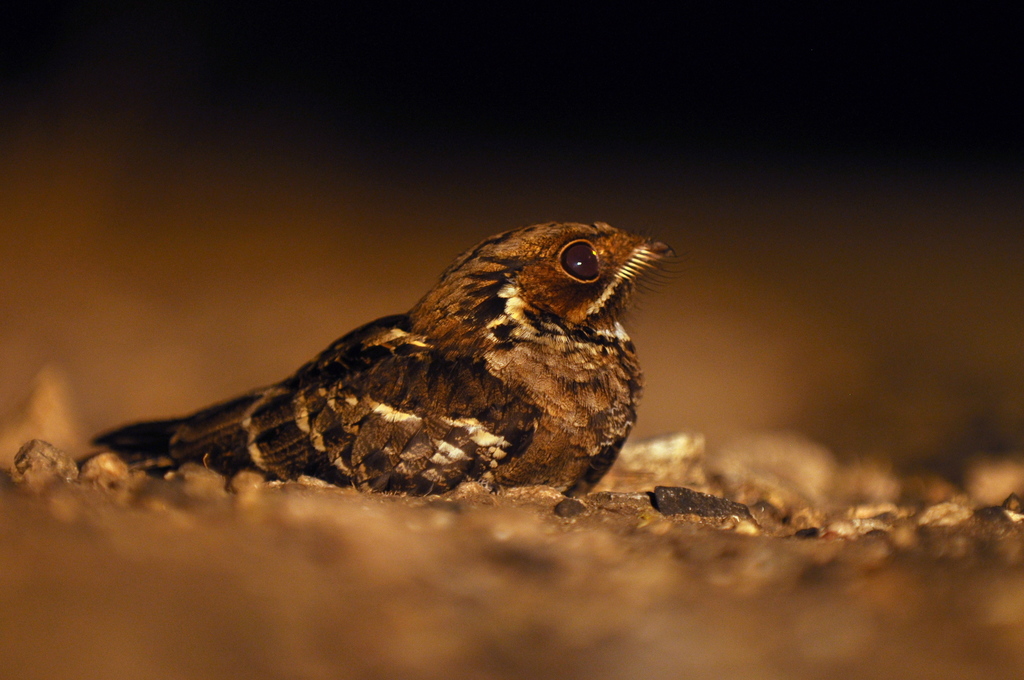 Jerdon's Nightjar photo