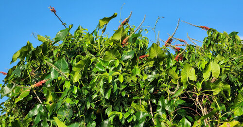 Montrichardia arborescens observed 2026-10-05