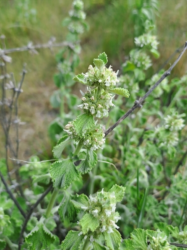 Marrubium vulgare observed 2026-10-26