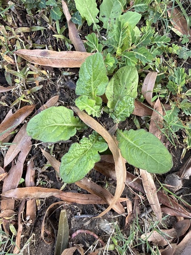 Youngia japonica observed 2026-10-26