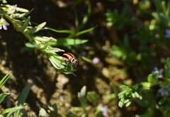 Paranaemia vittigera