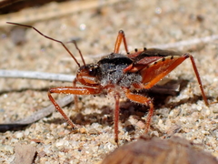 Rhynocoris ventralis