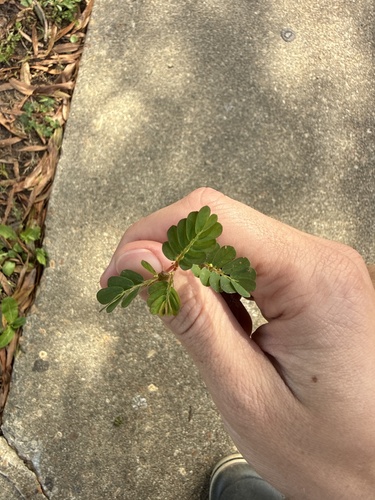 Phyllanthus urinaria observed 2026-10-26