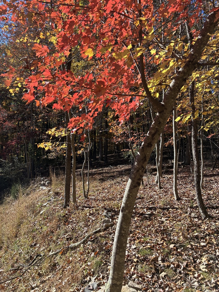 A photograph from Oct 26, 2026, about 30 miles from Dolly Sods Wilderness, where the observer’s point is approximate.