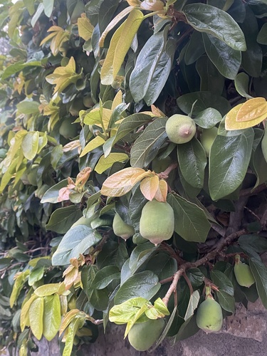 Ficus pumila observed 2026-10-26