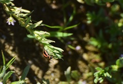 Paranaemia vittigera